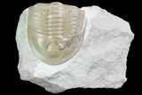 Ptychopyge Trilobite From Russia - Scarce Species #99247-2